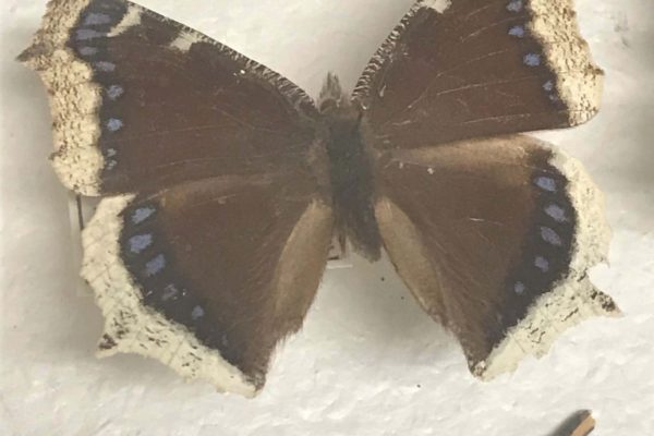 Large chocolate brown butterfly with wings spread open. Wings are chocolate brown with cream edges. Light blue spots line edge of wings.