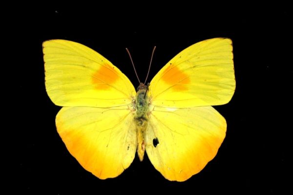 Orange Barred Sulfur Butterfly